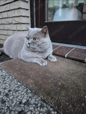 Bkh Britisch Kurzhaar Kater