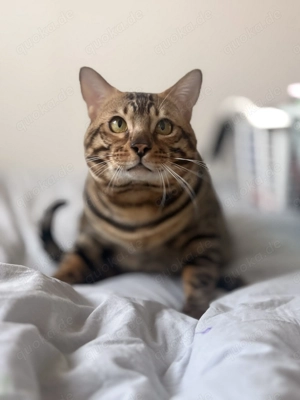 Lieber Kater sucht neues Zuhause