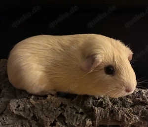 Meerschweinchen Kastrat