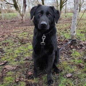 Stone, süßer und junger Labrador Mix Bild 2