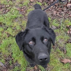 Stone, süßer und junger Labrador Mix Bild 3