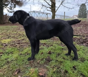 Stone, süßer und junger Labrador Mix Bild 5