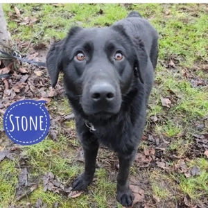 Stone, süßer und junger Labrador Mix
