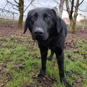 Stone, süßer und junger Labrador Mix Bild 4