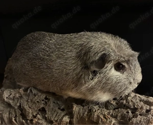 Meerschweinchen zwei Weibchen