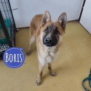 Boris, junger und katzenverträglicher Malinois Mix Belgischer Schäferhund