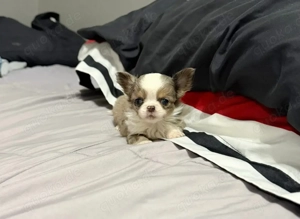 Mini-Chihuahua sucht liebevolles Zuhause