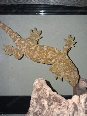 1.1 Rhacodactylus leachianus   Neukaledonischer Riesengecko 