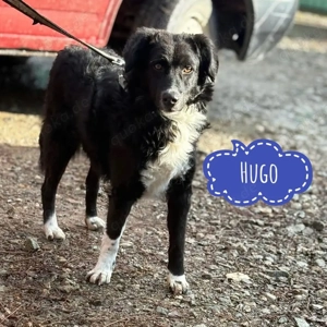 Hugo, wunderschöner Traumhund