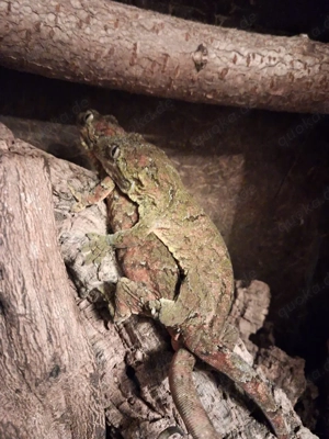 1.1 Mniarogekko chahoua  Flechtengeckos
