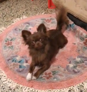 Typvoller Dark Choco Langhaar Chihuahua mit Ahnentafel