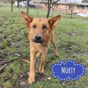 Morty, bildhübscher junger und katzenverträglicher Schäferhund Mischling
