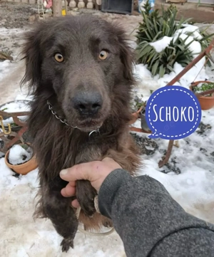 Schoko, wunderschöner Retriever Mix
