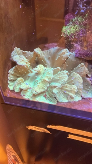 Sinularia Grün   xl -wysiwyg-