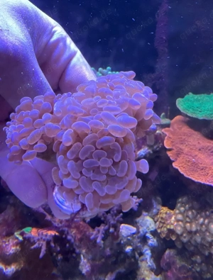 Euphyllia Paraancora Rosa