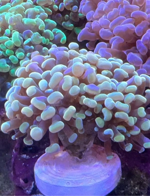 Euphyllia Paraancora Golden Nugget