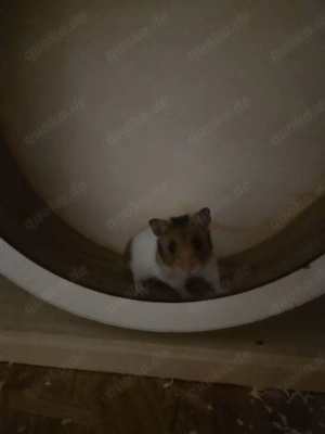 Dringend Goldhamster Weibchen 10 Wochen