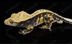 1.0 Kronengecko + Terrarium 