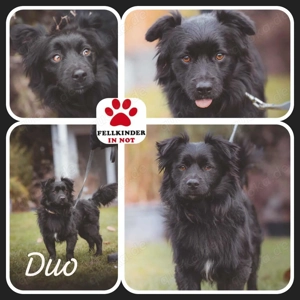 kleiner Mischling Rüde Duo sucht ein Zuhause, Familienhund, Hütehund Mischling
