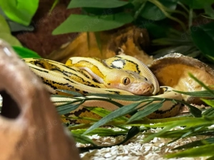 1.0 Super Dwarf Retic, Netzpython, Bacan Platinum Tiger, NZ 05 23