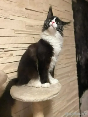 Maine Coon Kater black white  Bild 3