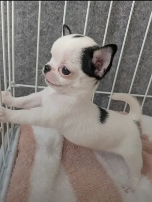 Ich habe diese süßen, bezaubernden Chihuahua-Welpen abzugeben.