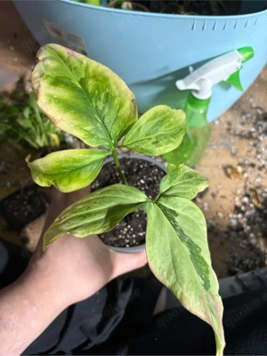 Verschiedene Zimmerpflanzen: Monsteras, Philodendron, Efeutute,..