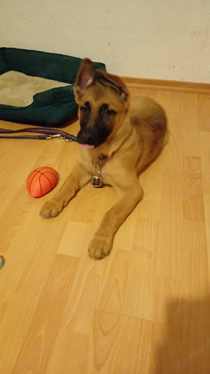 Belgischer Schäferhund Mischling Welpe   geimpft, gechipt, EU-Pass