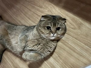 Geschwister Pärchen abzugeben 