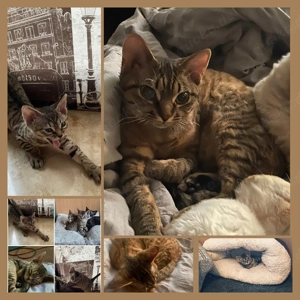 Zauberhaftes Devon Rex Mädchen mit Stammbaum sucht neues Körbchen :)