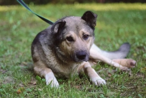Lyon möchte endlich Liebe und wärme spüren  