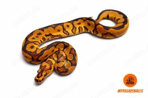 Königspython 1.0 YB Clown het Pied abzugeben !!!