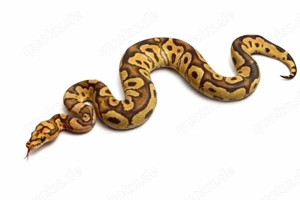 Königspython 1.0 Vanilla Clown abzugeben !!