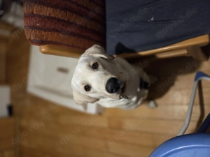 Ruhiges Zuhause gesucht 