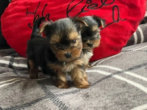 3 süße Yorkshire Terrier Welpen suchen ein neues zuhause