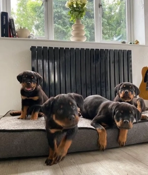 ....Rottweilerwelpen abzugeben....
