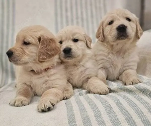 Niedliche und liebenswerte Golden-Retriever-Welpen, die bereit sind, in ihr neues Zuhause zu ziehen.