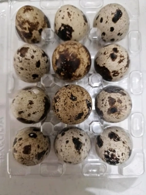 Frische Wachteleier zu verkaufen 