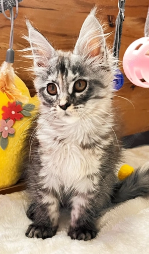 Maine coon Kitten mit Stammbaum