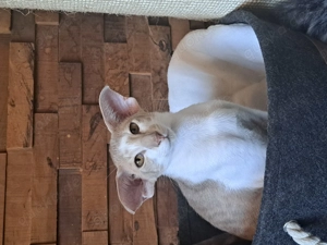 Orientalisch Kurzhaar   OKH   Siam Kater sucht Traumzuhause