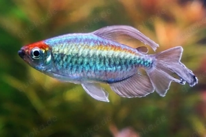 SUCHE günstig 10-15 blaue Kongosalmler , u. Skalare Raum Worms   LU 