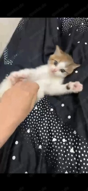 Europäische kater kurz harre 