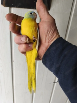 Schönsittichhahn diluteopalin 