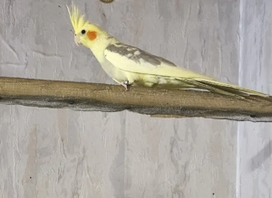 1 Jahr junger Nymphensittich Hahn Festpreis bitte lesen 