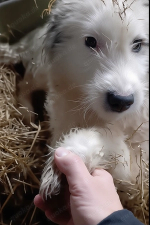 Der kleine Morrison sucht seine Menschen Bild 3