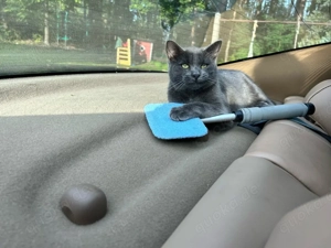 Muss dringend weg, Kater Benji