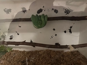 baumphyton & Boa abzugeben