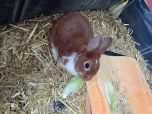 Kaninchen 
