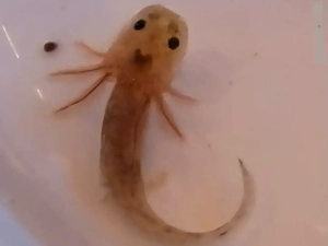 Axolotle Babys 