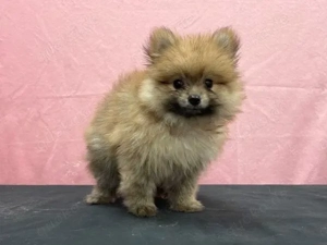 Zuckersüße Pomeranian - Zwergspitz Welpen, Geschwister